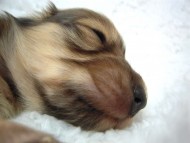 カニヘン　子犬　シェーデットクリーム男の子