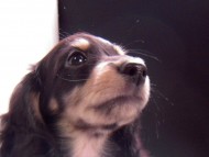 ダックスフンドのカメリハ