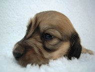 カニヘン 子犬 シェーデットクリーム女の子 カニヘン 子犬 シェーデットクリーム女の子