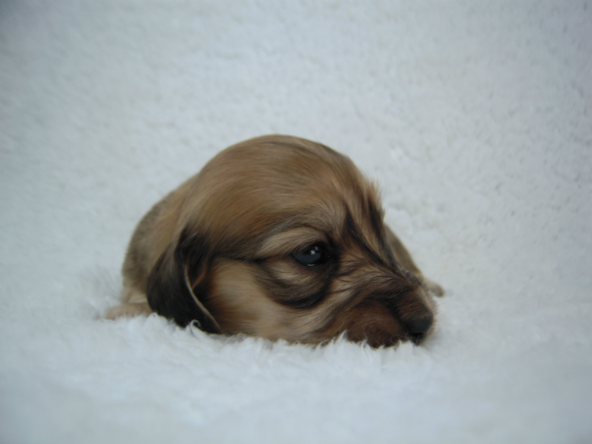 マンドレの子 シェーデットクリーム男の子② マンドレの子 シェーデットクリーム男の子②