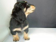 カニンヘン 子犬 ブラック&クリーム 女の子 クレアの赤ちゃん 9/13生まれ