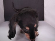 カニンヘン 子犬 ブラック&クリーム 女の子 クレアの赤ちゃん 9/13生まれ