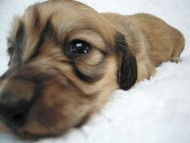 カニヘン 子犬 シェーデットクリーム女の子 カニヘン 子犬 シェーデットクリーム女の子