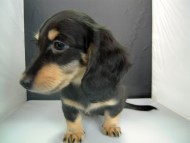 カニンヘン 子犬 ブラック&クリーム 女の子 クレアの赤ちゃん 9/13生まれ