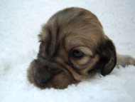 カニヘン　子犬　　シェーデットクリーム女の子