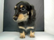 ダックスフンドのカメリハ