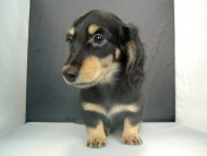 カニンヘン 子犬 ブラック&クリーム 女の子 クレアの赤ちゃん 9/13生まれ