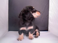 ダックスフンドのカメリハ