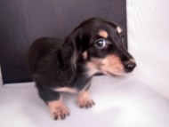 カニンヘン 子犬 ブラック&クリーム 女の子 クレアの赤ちゃん 9/13生まれ