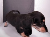 カニンヘン 子犬 ブラック&クリーム 女の子 クレアの赤ちゃん 9/13生まれ