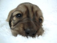 カニヘン　子犬　　シェーデットクリーム女の子