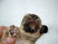 カニヘン　子犬　　シェーデットクリーム女の子