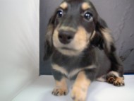 カニンヘン 子犬 ブラック&クリーム 女の子 クレアの赤ちゃん 9/13生まれ