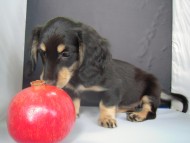 カニンヘン 子犬 ブラック&クリーム 女の子 クレアの赤ちゃん 9/13生まれ