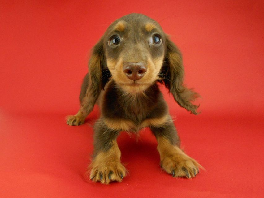 カニンヘンダックスフンド ベベ & ジャックの子犬 チョコタン 男の子(2)DSCN2272 カニンヘンダックスフンド ベベ & ジャックの子犬 チョコタン 男の子(2)