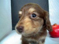 ダックスフンドのカメリハ