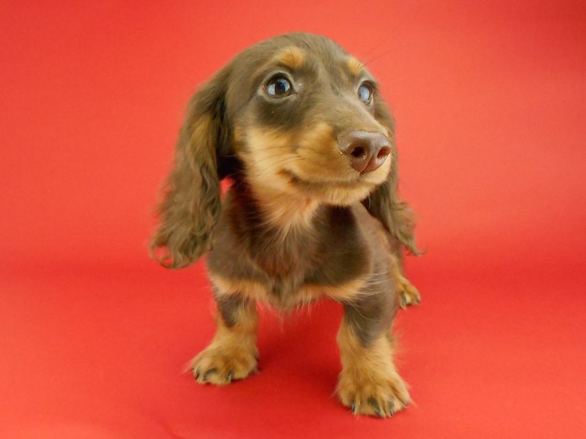 カニンヘンダックスフンド ベベ & ジャックの子犬 チョコタン 男の子(2)DSCN2278 カニンヘンダックスフンド ベベ & ジャックの子犬 チョコタン 男の子(2)