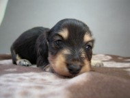 カニヘン　子犬　ブラクリ男の子　静岡県・Ｓ様