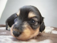 カニヘン　子犬　ブラクリ男の子　静岡県・Ｓ様