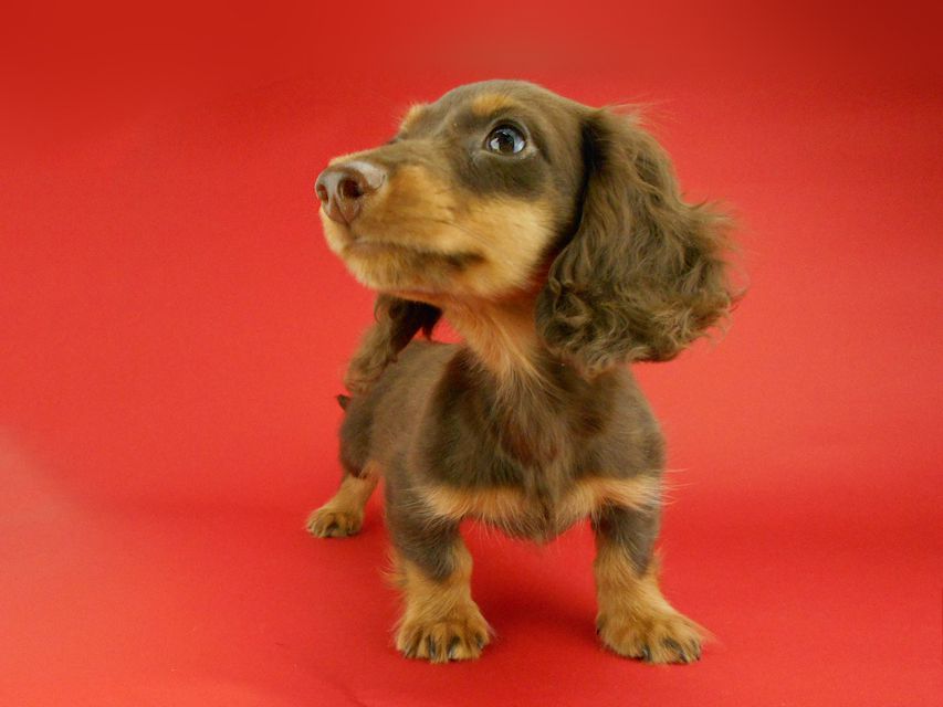 カニンヘンダックスフンド ベベ & ジャックの子犬 チョコタン 男の子(2)DSCN2285 カニンヘンダックスフンド ベベ & ジャックの子犬 チョコタン 男の子(2)