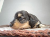 カニヘン 子犬 ブラクリ男の子 静岡県・S様 カニヘン 子犬 ブラクリ男の子 静岡県・S様