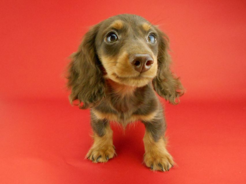 カニンヘンダックスフンド ベベ & ジャックの子犬 チョコタン 男の子(2)DSCN2293 カニンヘンダックスフンド ベベ & ジャックの子犬 チョコタン 男の子(2)