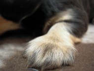 カニヘン 子犬 ブラクリ男の子 静岡県・S様 カニヘン 子犬 ブラクリ男の子 静岡県・S様