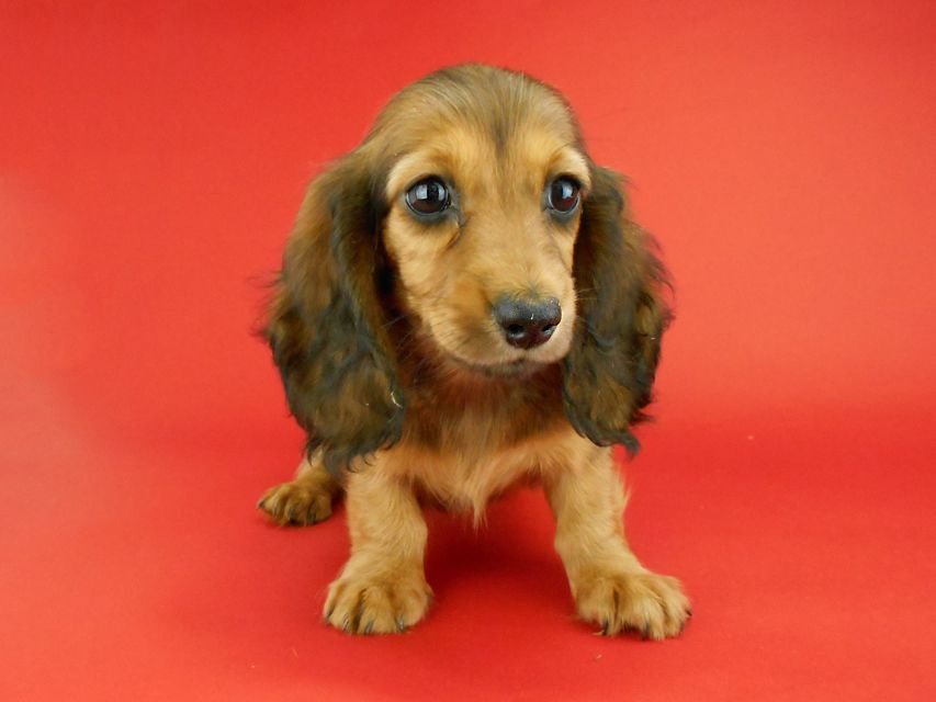 カニンヘンダックスフンド キュリ & 竹千代の子犬 レッド 女の子（1）