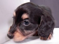 カニンヘン 子犬 ブラック＆クリーム 男の子 エルナの赤ちゃん 10/11生まれ