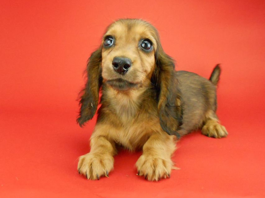 カニンヘンダックスフンド キュリ & 竹千代の子犬 レッド 女の子（1）