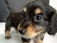 カニンヘン 子犬 ブラック＆クリーム 男の子 エルナの赤ちゃん 10/11生まれ