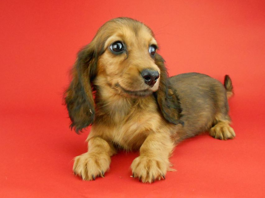 カニンヘンダックスフンド キュリ & 竹千代の子犬 レッド 女の子（1）