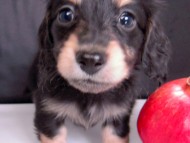 カニンヘン 子犬 ブラック＆クリーム 男の子 エルナの赤ちゃん 10/11生まれ