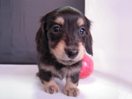 カニンヘン 子犬 ブラック&クリーム 男の子 エルナの赤ちゃん 10/11生まれ カニンヘン 子犬 ブラック&クリーム 男の子 エルナの赤ちゃん 10/11生まれ