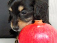 カニンヘン 子犬 ブラック＆クリーム 男の子 エルナの赤ちゃん 10/11生まれ