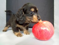 カニンヘン 子犬 ブラック&クリーム 男の子 エルナの赤ちゃん 10/11生まれ カニンヘン 子犬 ブラック&クリーム 男の子 エルナの赤ちゃん 10/11生まれ