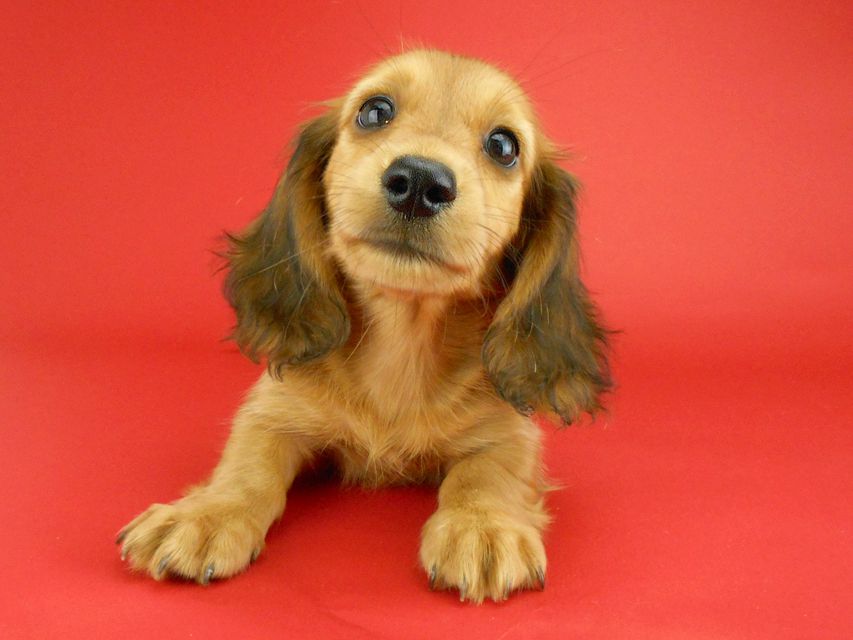 カニンヘンダックスフンド キュリ & 竹千代の子犬 レッド 女の子（3）