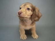 カニヘン　子犬　クリーム　男の子　オーナー募集中♪