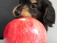 カニンヘン 子犬 ブラック&クリーム 男の子 エルナの赤ちゃん 10/11生まれ カニンヘン 子犬 ブラック&クリーム 男の子 エルナの赤ちゃん 10/11生まれ