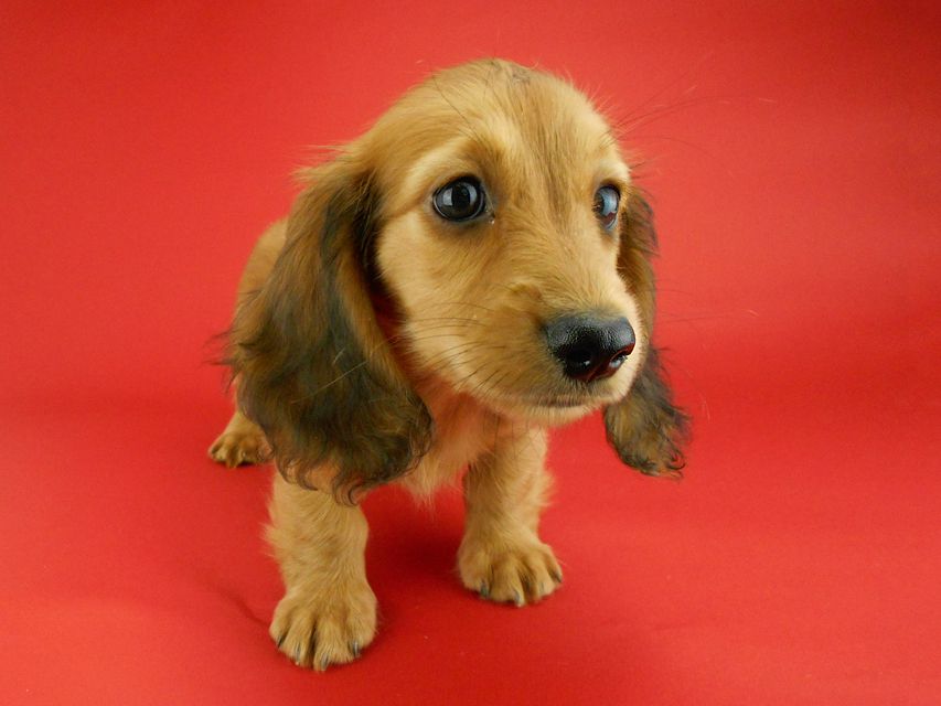 カニンヘンダックスフンド キュリ & 竹千代の子犬 レッド 女の子（3）