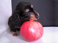 カニンヘン 子犬 ブラック&クリーム 男の子 エルナの赤ちゃん 10/11生まれ カニンヘン 子犬 ブラック&クリーム 男の子 エルナの赤ちゃん 10/11生まれ