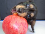 カニンヘン 子犬 ブラック&クリーム 男の子 エルナの赤ちゃん 10/11生まれ カニンヘン 子犬 ブラック&クリーム 男の子 エルナの赤ちゃん 10/11生まれ