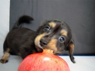 カニンヘン 子犬 ブラック＆クリーム 男の子 エルナの赤ちゃん 10/11生まれ