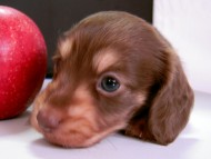 カニンヘン 子犬 チョコ＆クリーム 男の子 ハナビの赤ちゃん 10/21生まれ