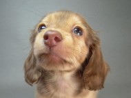 カニヘン 子犬 クリーム 男の子 オーナー募集中♪ カニヘン 子犬 クリーム 男の子 オーナー募集中♪