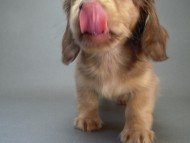 カニヘン 子犬 クリーム 男の子 オーナー募集中♪ カニヘン 子犬 クリーム 男の子 オーナー募集中♪