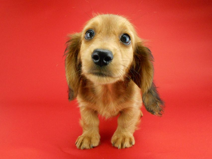 カニンヘンダックスフンド キュリ & 竹千代の子犬 レッド 女の子（3）