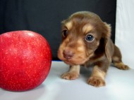 カニンヘン 子犬 チョコ＆クリーム 男の子 ハナビの赤ちゃん 10/21生まれ