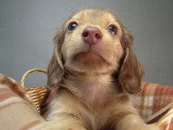 カニヘン 子犬 クリーム 男の子 オーナー募集中♪ カニヘン 子犬 クリーム 男の子 オーナー募集中♪