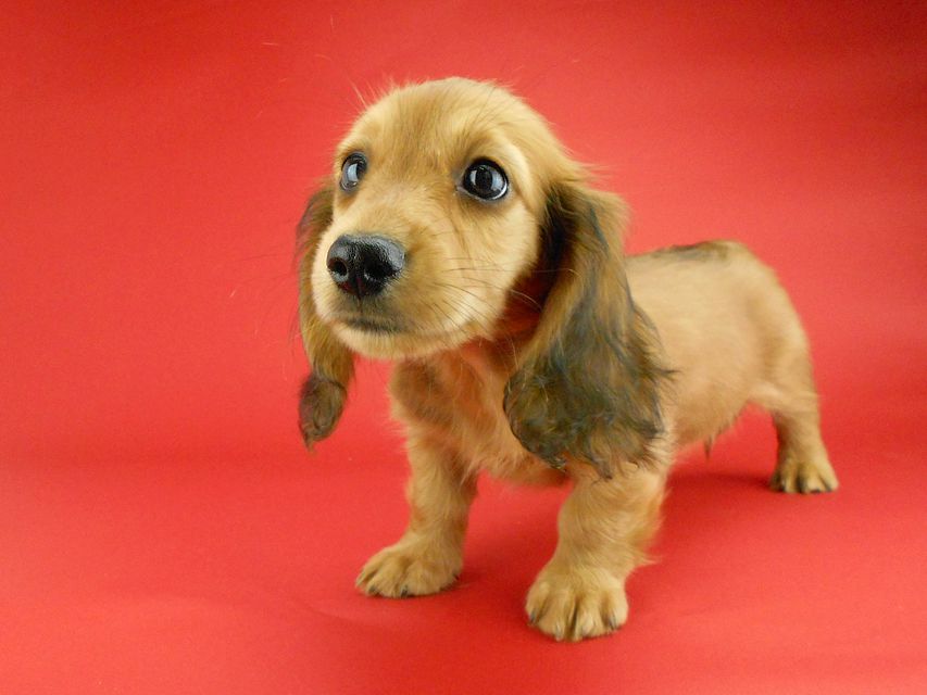 カニンヘンダックスフンド キュリ & 竹千代の子犬 レッド 女の子（3）